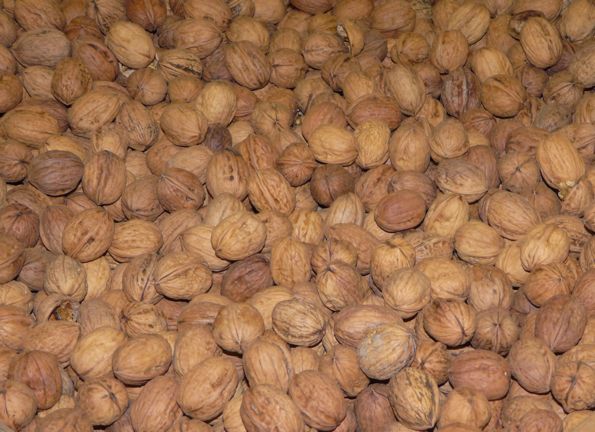 noix 5