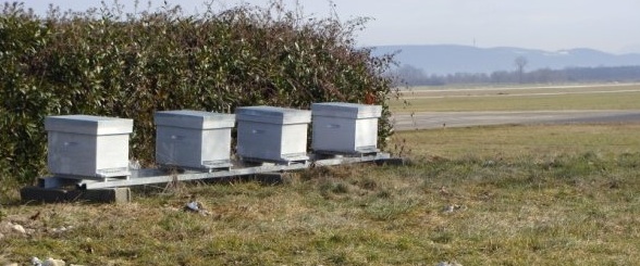 st geoirs abeilles st geoirs abeilles