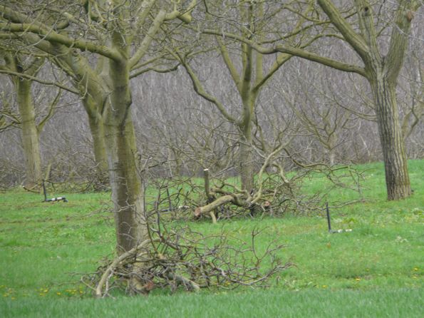 noyer 4 Peu à peu, les branches coupées seront valorisées en bois énergie