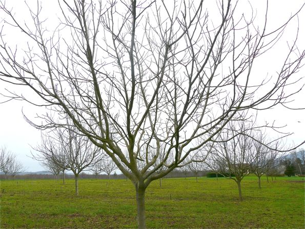 noyers 1 Les noyers qui produisent des noix AOC sont taillés en formation "gobelet