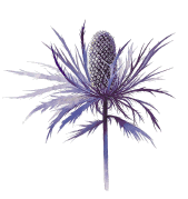 flore