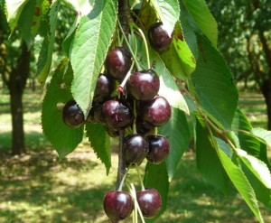 ratafia7