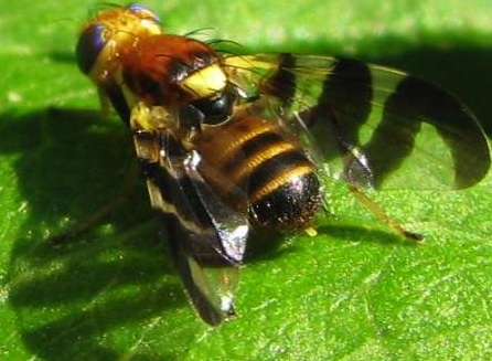 mouche