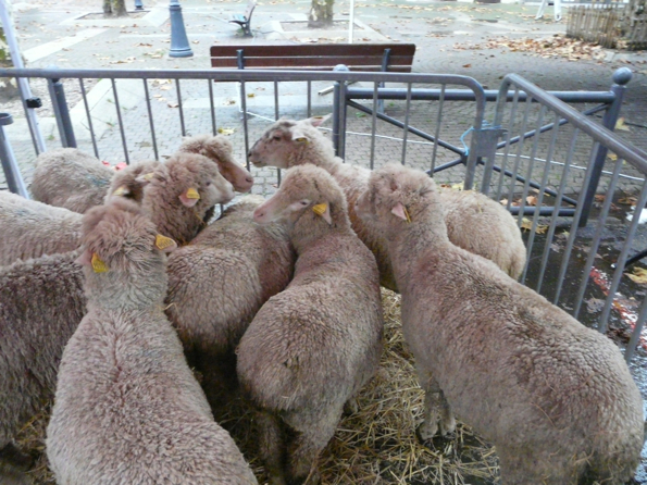 foire 1