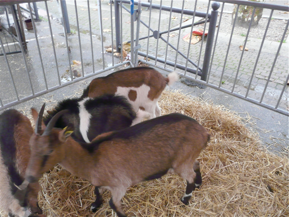 foire 3