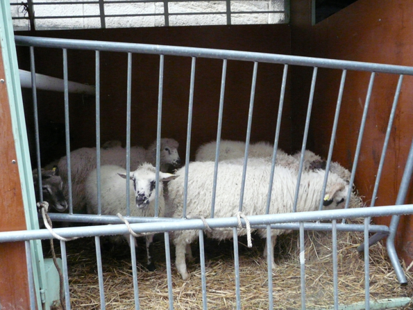 foire 4
