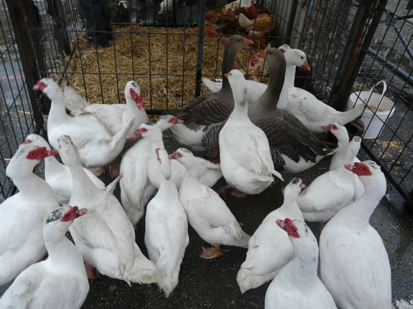 foire 5
