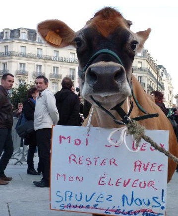vache manif