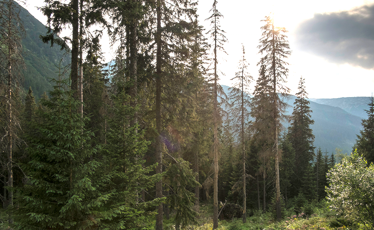 forêt du Vercors et changement climatique