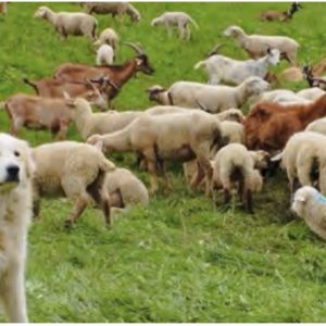 TOURISME ET PASTORALISME:  concilier estive et estivants