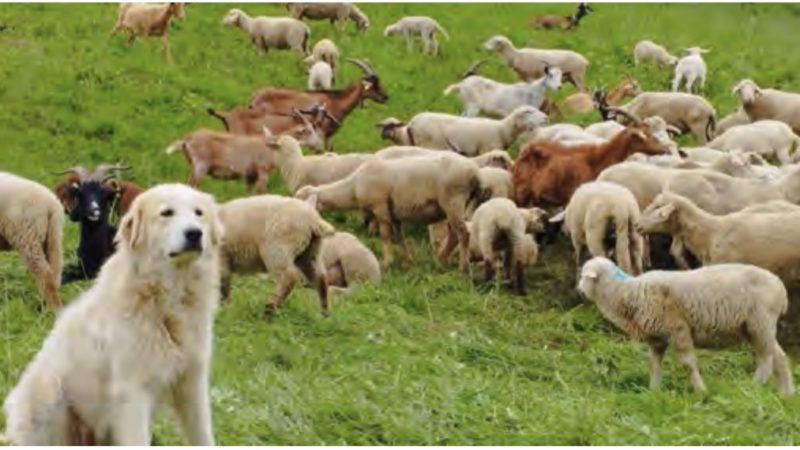 TOURISME ET PASTORALISME:  concilier estive et estivants