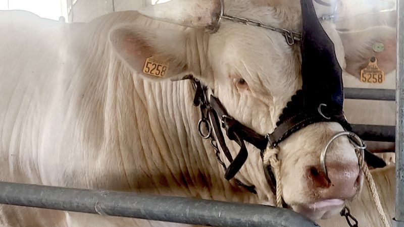 C’est parti pour la 802 ème foire de Beaucroissant