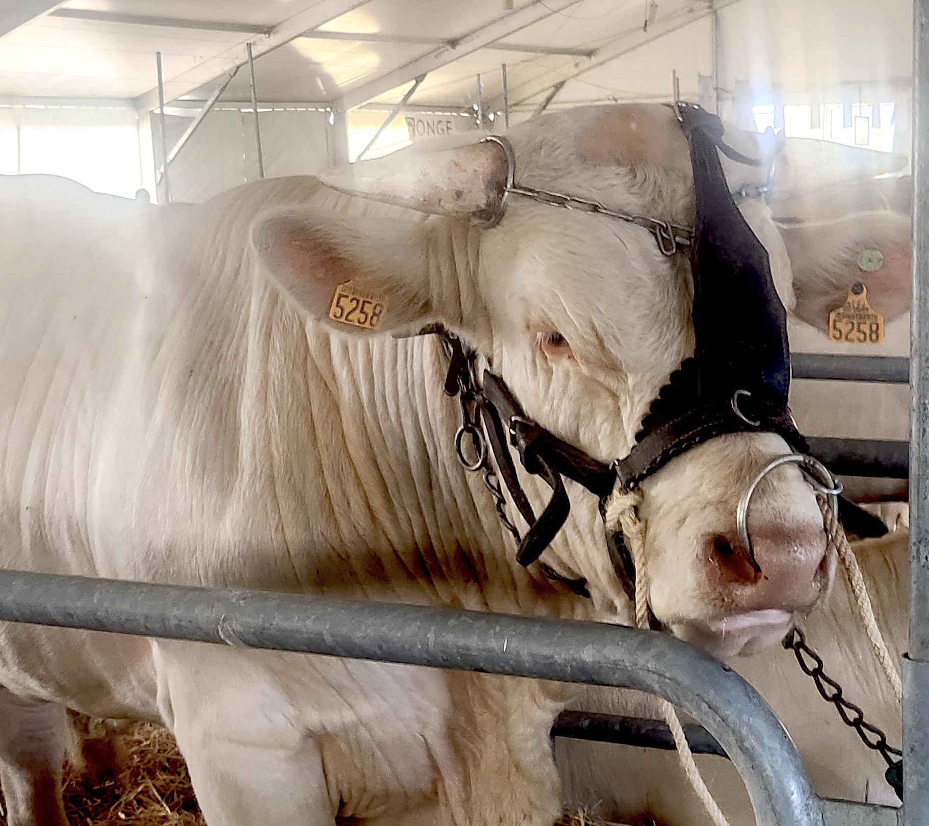 C’est parti pour la 802 ème foire de Beaucroissant